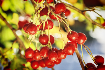 Ripe red fruit of hawthorn, Crataegus laevigata