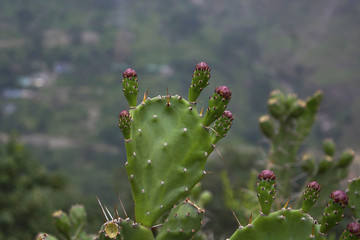 Cactus with purple flower at Uttarakhand, India