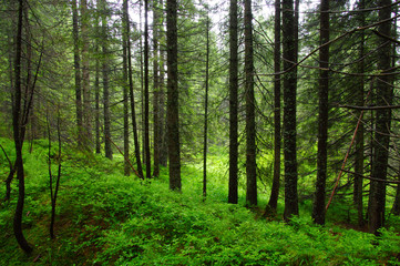 Fototapeta na wymiar Trees in forest