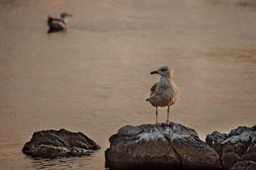 bird sitting at the stone