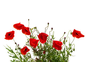 Obraz premium red poppies on white