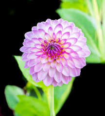 Dahlia flower pink