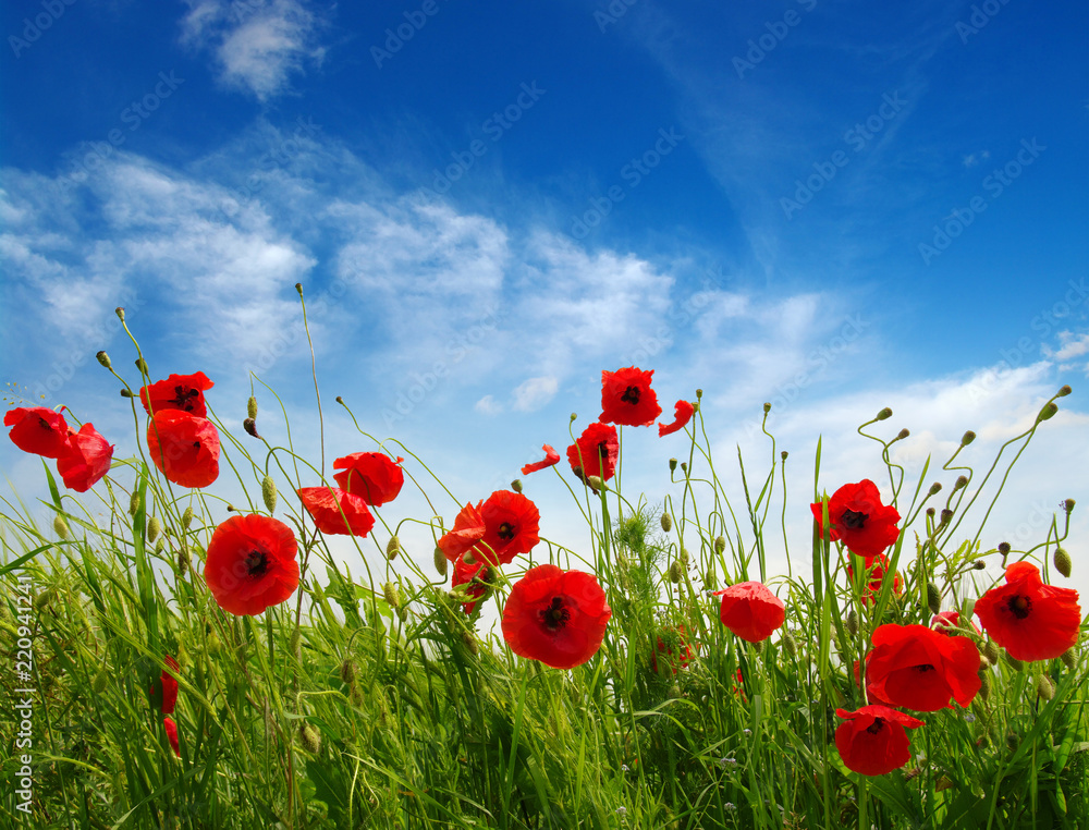 Canvas Prints red poppies on field