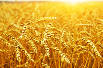 Wheat field on sun.
