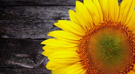 Beautiful Blooming Sunflower on background