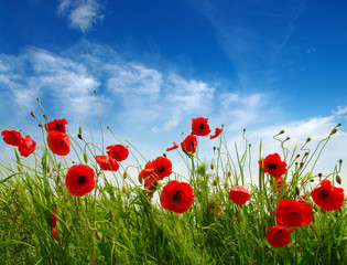 Red poppies on field