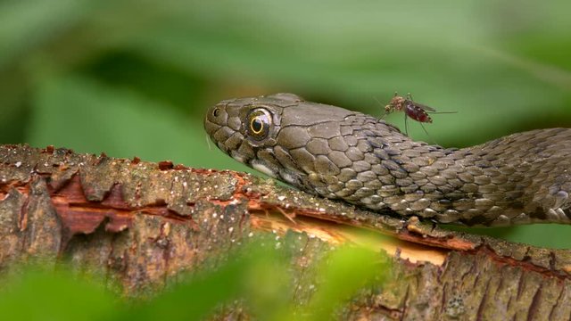 Mosquito sucking on dice snake (Natrix tessellata)