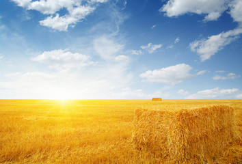 Fototapeta premium Wheat field and sun