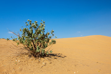 Desert in United Arab Emirates.