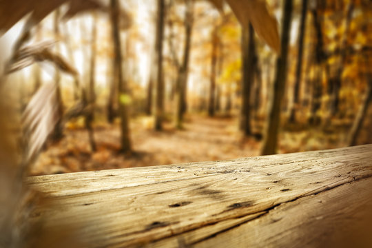 Table background and autumn forest with leaves. Free space for your decoration. 