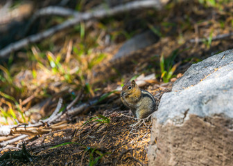 golden mantled squirrel on the ground