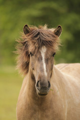 Obraz premium Islandczycy