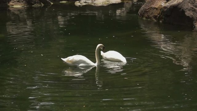 Two swans on the surface of the lake, head down under the water