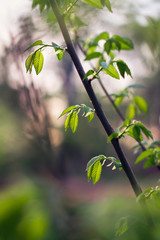 Beautiful nature of Georgia