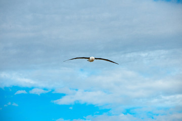 Portrait shots of different species of birds in Antarctica