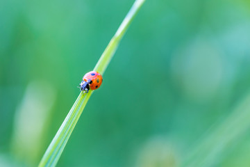 Red ladybug on grass