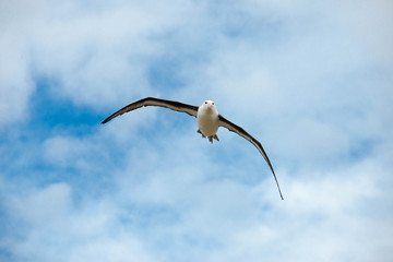 Portrait shots of different species of birds in Antarctica