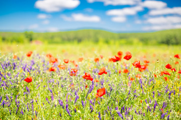 Naklejka premium Summer flowers close-up. Amazing blue sky and colorful meadow flowers. 