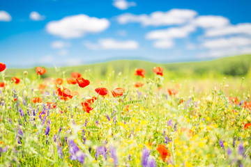 Summer flowers close-up. Amazing blue sky and colorful meadow flowers. 