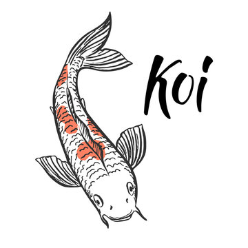 Japanese Koi fish ink illustration with  hand written calligraphy "Koi".