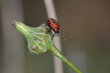 Soldier Bug (Spilostethus pandurus), Greece