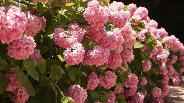 A row of bushes of pink blooming hydrangeas on a sunny day