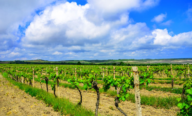 Fototapeta na wymiar Field with a vineyard. Beautiful summer landscape.