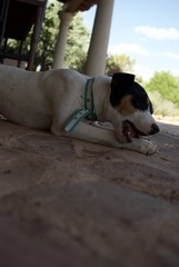 un cachorro de perro mordiendo un palo en Castilla la mancha