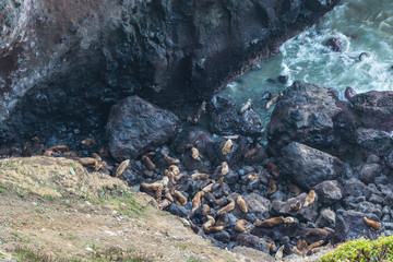 a lot of sea lion on in sea lion cave, Oregon coast,OR,usa.