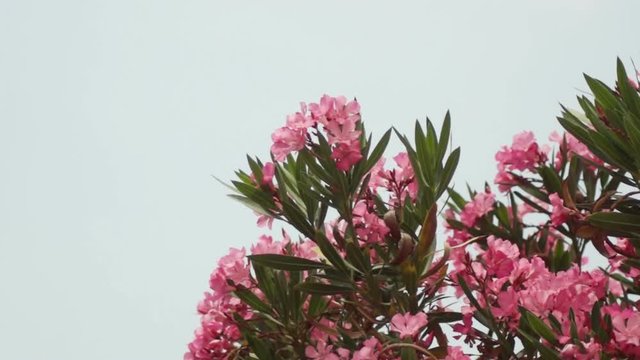 Blooming beautiful branch of Oleander (Nerium) swinging in the wind