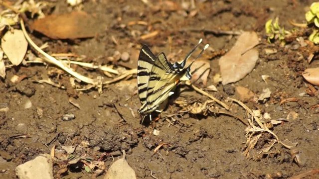 Tiger Swallowtail butterfly (Papilio glaucus) on the ground in garden