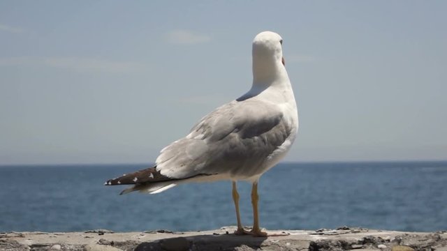 Seagull (larus) against the blue sky and the sea