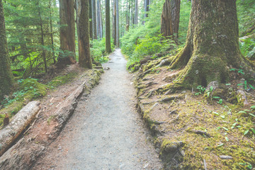 scenic view of path way in the forest with sun light.