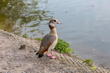 Bird near to the water