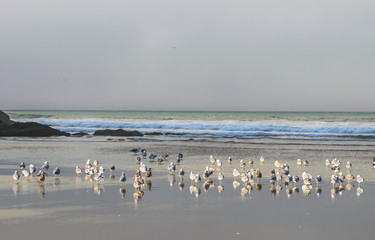 some scenic view of the beach in Heceta Head Lighthouse State Scenic Area,Oregon,USA.