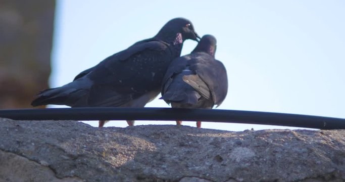 pigeon love