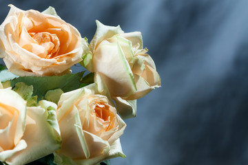 Pastel pink roses on grey.