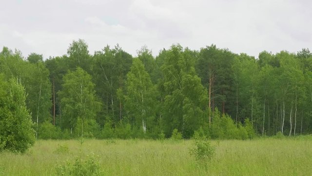View of green frish birches in field