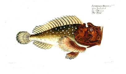 Illustration of fish