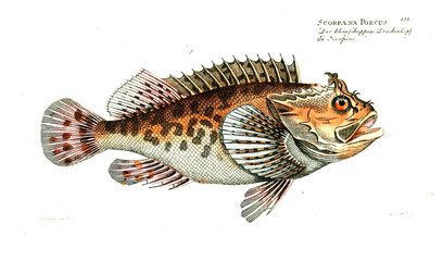 Naklejka premium Illustration of fish