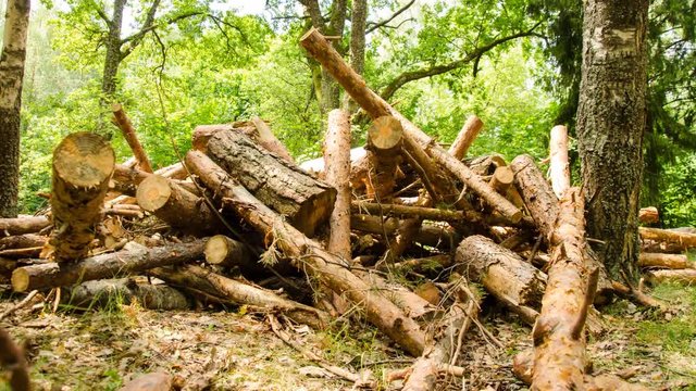 Firewood trees destruction. Forest in the interim of time. Firewood. Time Lapse. 11.