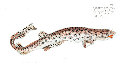 Illustration of fish
