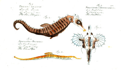 Illustration of fish