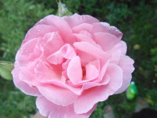 Picture of pink rose full of wf water dews