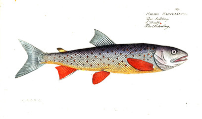 Illustration of fish