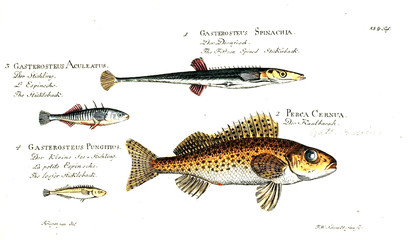 Illustration of fish