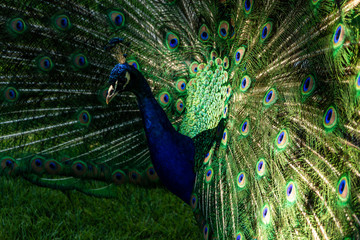 Obraz premium green peacock with flowing tail