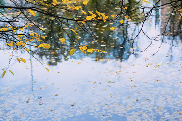 Yellow branch with leaves in autumn over blue water, bright reflections in water