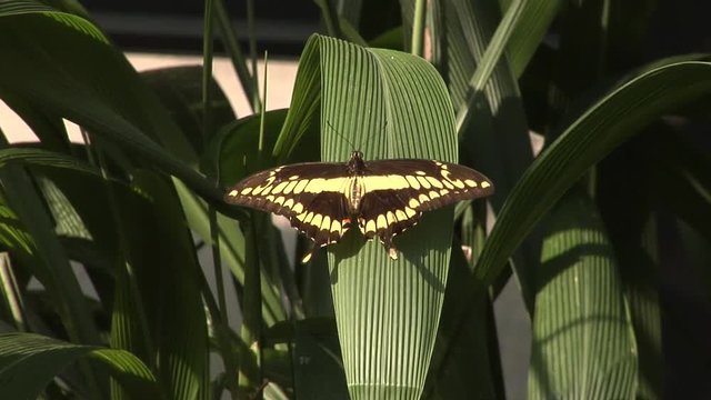 Yellow swallowtail butterfly resting on a palm leaf, spreading ist wings.
