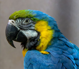 Fototapeta premium Macaw parrot close-up blue-yellow